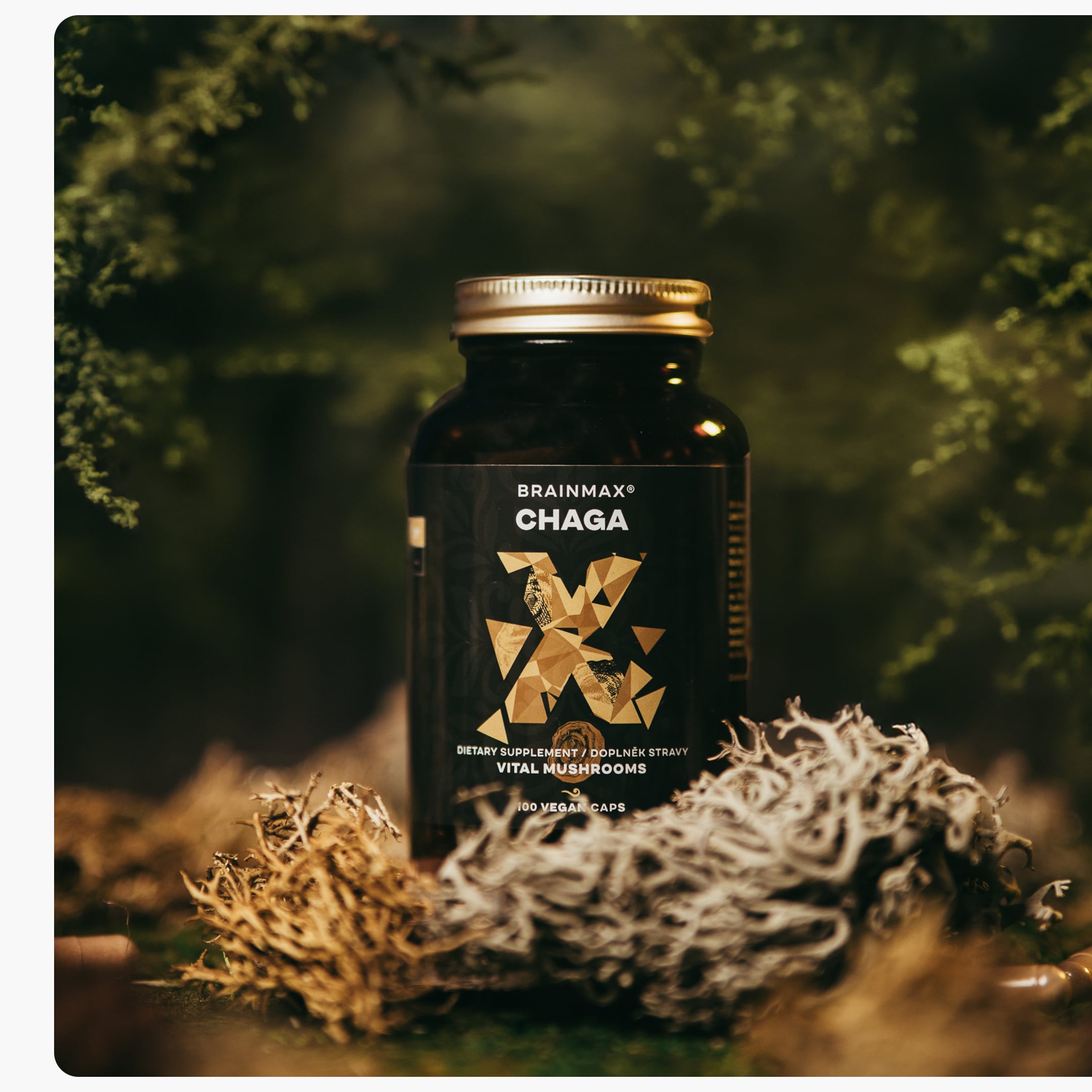 chaga produkt3-min